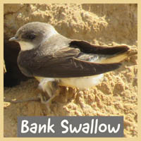 Bank Swallow